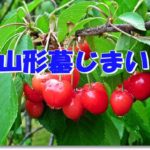 山形墓じまい
